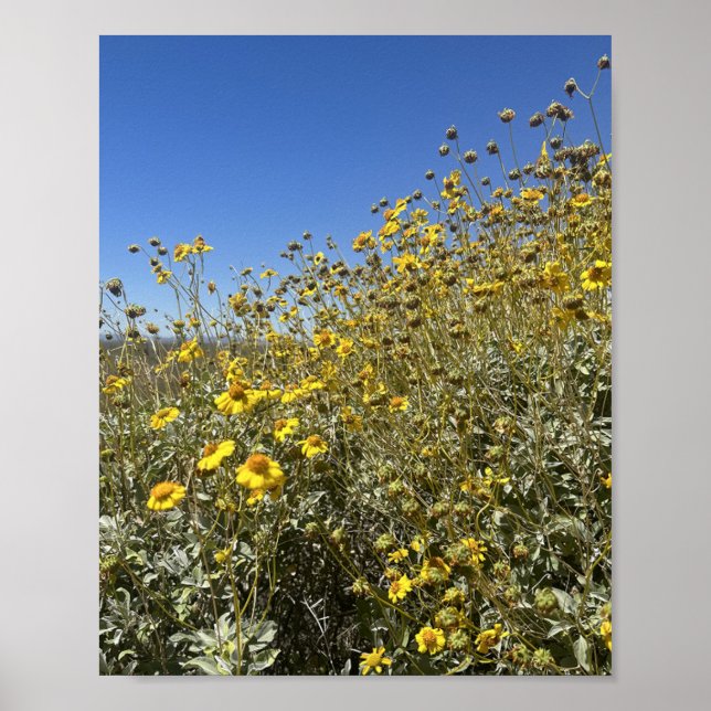Poster Arizona Deserto Flores Amarelas Paisagem (Frente)