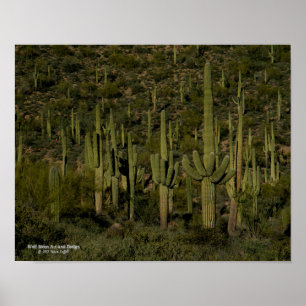 Poster Arizona gigante do deserto de Sonoran da floresta
