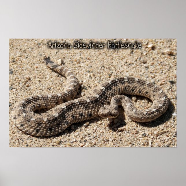 Poster Arizona Sidewinder Rattlesnake (Frente)