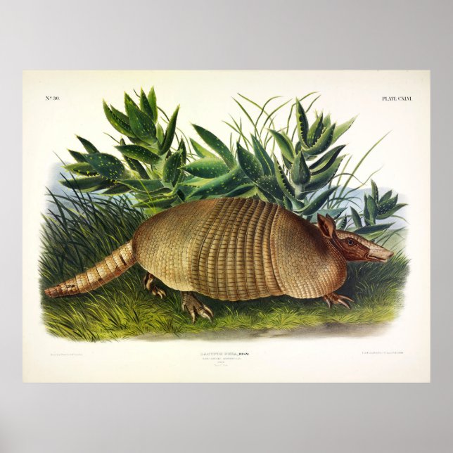 Poster Armadillo de nariz longo de nove pela Audubon (Frente)