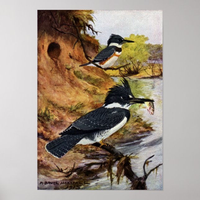 Pôster Armadores Cinturados e o Túnel do Ninho (Frente)