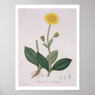 Poster Arnica Montana de "Phytographie Medicale" por Jos