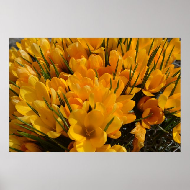 Poster Aroma de Croco Amarelo - Flores Amarelas Ouros (Frente)
