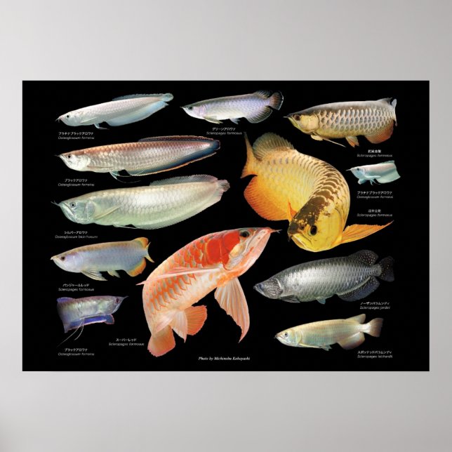 Poster Arowanaた ち の ポ タ ス ー (Frente)