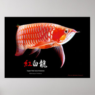 Pôster Arowana Asiática (Tipo Vermelho)