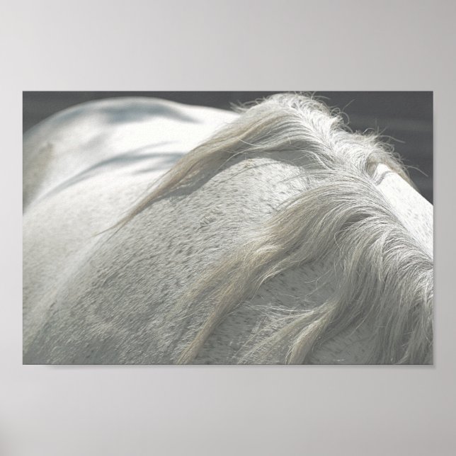 Poster Arquivo de Cinzas de Mare de HORSES Mane Flea Bitt (Frente)
