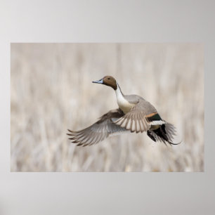 Poster Arrabio Drake que toma o vôo
