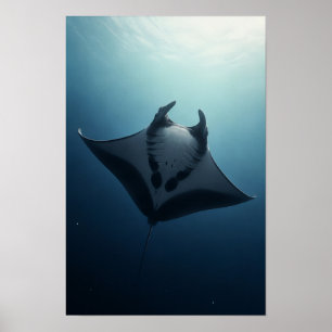 Poster Arraia Manta Deslizando Pelo Oceano Azul Profundo