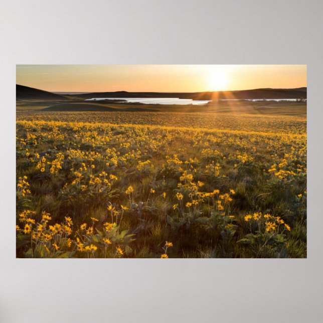 Poster Arranjo de Flores Silvestres de Balsamroot de Folh (Frente)