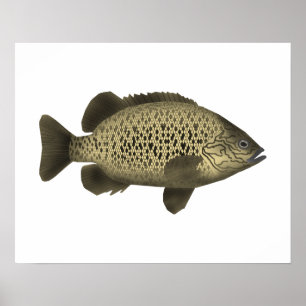 Poster Arrastão de Carvão