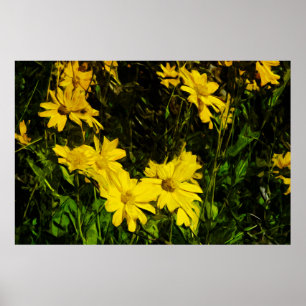 Pôster Arrofiraf Balsamroot Yellow Wilflower Abstrato