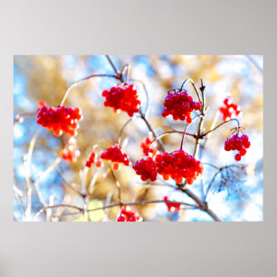 Pôster Arrowwood Berries