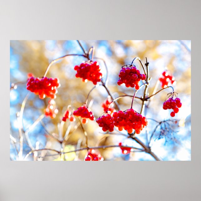 Pôster Arrowwood Berries (Frente)