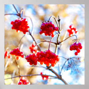 Poster Arrowwood Berries