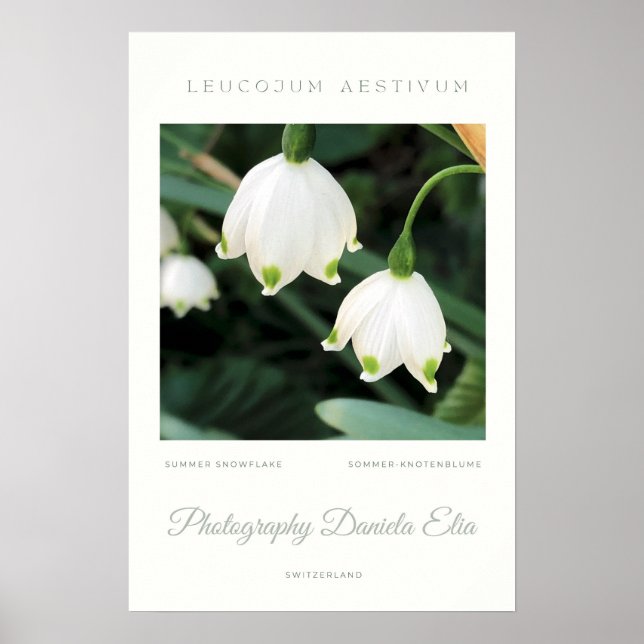 Poster Art Print - „Summer Snowflake“  (Frente)