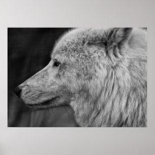Poster Artc Wolf