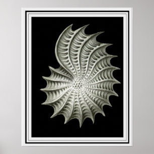 Poster Arte 16 x 20 da parede de Ernst Haeckel