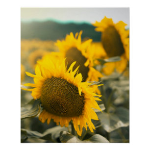 Pôster Arte Amarelo Girassol Melhor Fotos de Girassol