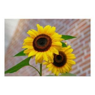 Pôster Arte Amarelo Girassol Melhor Fotos de Girassol