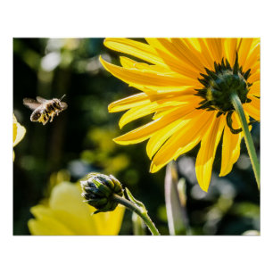Pôster Arte Amarelo Girassol Melhor Fotos de Girassol