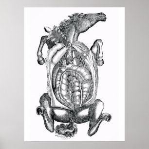 Pôster Arte anatômica da barriga do cavalo