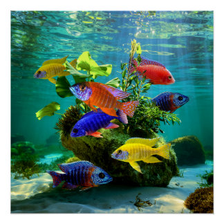 Pôster Arte Aquária De Cichlídeos Paquoicos Africanos