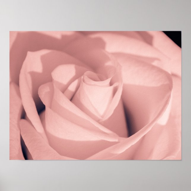 Poster Arte Arquivística de Rosa Rosa Romântica (Frente)