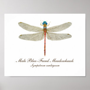 Pôster Arte Azul-Enfrentada da libélula de Meadowhawk