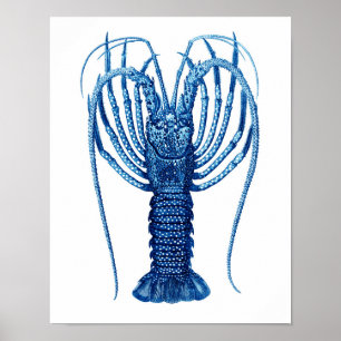 Pôster Arte azul Print#12 da história natural da lagosta