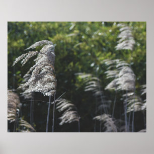 Poster Arte Botânica Abstrata Moderna – Formas da Naturez