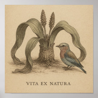 Poster Arte Botânica Africana com Vida Vegetal do Deserto