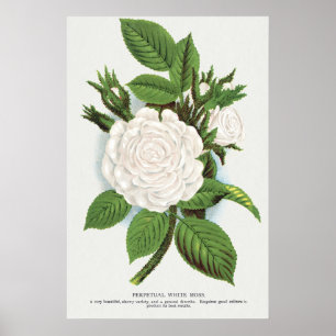 Poster Arte Botânica Cottagecore Rosa Musgo Branco Vintag