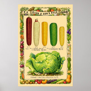 Poster Arte Botânica da Era Vitoriana Retro Milho