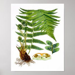 Pôster Arte botânica da natureza verde antiga do