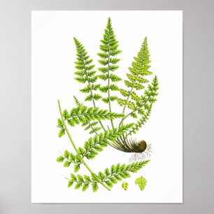 Pôster Arte botânica da natureza verde antiga do
