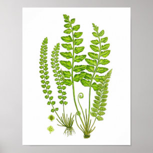Poster Arte botânica da natureza verde antiga do