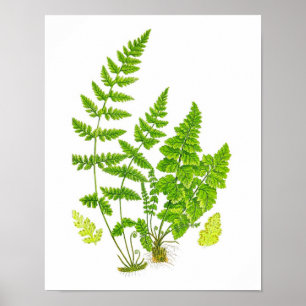 Pôster Arte botânica da natureza verde antiga do