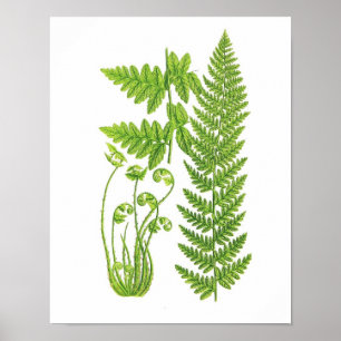 Pôster Arte botânica da natureza verde antiga do