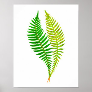 Pôster Arte botânica da natureza verde antiga do