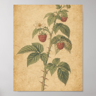 Poster Arte Botânica de Cana de Framboesa com Frutas Madu