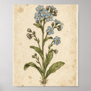 Poster Arte Botânica de Flores Não-Me-Esqueças