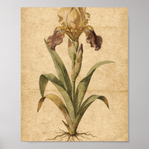 Poster Arte Botânica de Íris Dourada e Ameixa