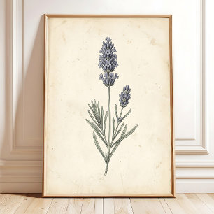 Poster Arte Botânica de Lavanda Vintage para Parede