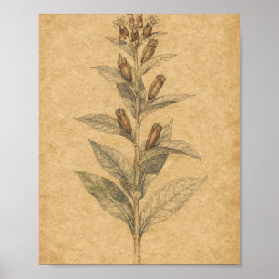Poster Arte Botânica de Milkweed com Vagens