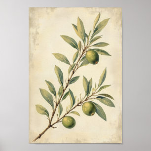 Poster Arte Botânica de Oliveira no Estilo Francês Campes