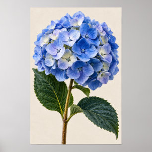 Poster Arte Botânica de Parede de Hortênsia Azul Vintage