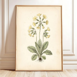 Poster Arte Botânica de Primula Cottagecore para Parede