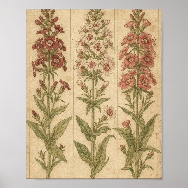 Poster Arte Botânica de Sweet William (Frente)