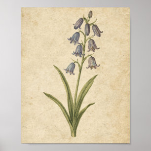 Poster Arte Botânica do Caule de Campainha Azul em Papel