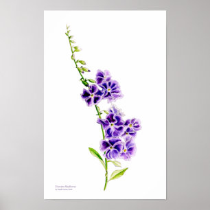 Poster Arte botânica do skyflower roxo por Sarah Trett